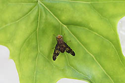 Male shoot tip-galling fly on green leaf