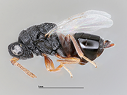 Lateral view of a female Philolema palanichamyi wasp 