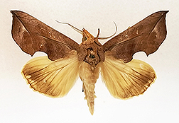 Calyptra pseudobicolor Bänziger moth