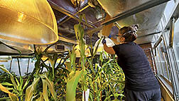 Greenhouse Manager  pollinates lines of maize 