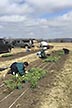 Researchers transplanting red clover plants 