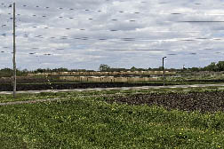 Distant view of plants being grown for seed production in screened cages on a field