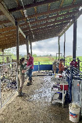 In a barn, ARS personnel collect samples from lambs for research and check for parasites
