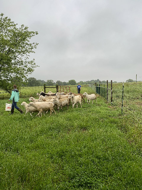 Sheep being led to pasture