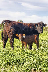 A 3-day old calf and her mother