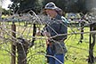 ARS horticulturist, Bernie Prins prunes grapes