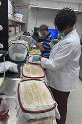 Researchers in the lab feeding colonies of tarnished plant bugs and Southern Green Stink Bugs