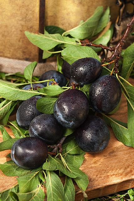 HoneySweet plums and leaves.