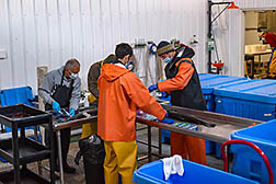 A scientist and three technicians collect fin samples from an Atlantic salmon laying on a table.
