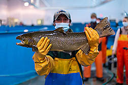 Chris Introne, wearing waders and gloves,  holds a male Atlantic salmon.