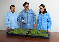 Three scientists looking a broccoli microgreens in two flat plastic containers.