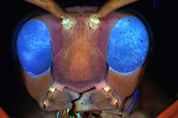 Close up showing the blue eyes of a paper wasp.