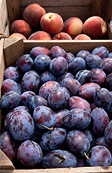 Peaches and prune plums.