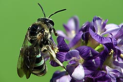 An alkali bee foraging for pollen from an alfalfa flower. Link to photo information