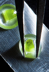 A citrus shoot tip is being placed into a droplet of cryoprotectant solution on a foil strip