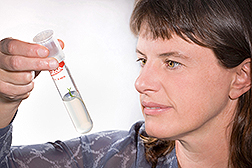An ARS scientist observes a citrus seedling inside a test tube