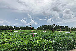 Cameras connected to computers in soybean fields