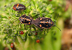 A mating pair of black and orange bagrada bugs surrounded by orange and black nymphs. 