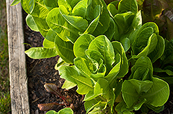 Lettuce in a garden bed