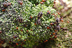 Bagrada bugs on broccoli 