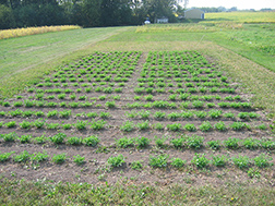 Alfalfa growing