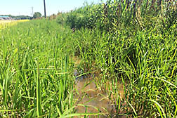 Rice cutgrass growing in a farm ditch.