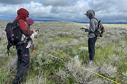 Two researchers evaluating sagebrush.