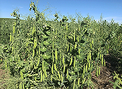 USDA MiCa winter peas growing in a field.