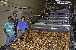 Scientists inspect walnuts in infrared heater.