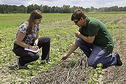 Two ARS scientists in a cotton field