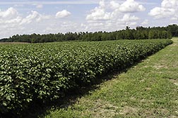 Weed-free cotton field.