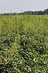 Palmer amaranth in cotton field.