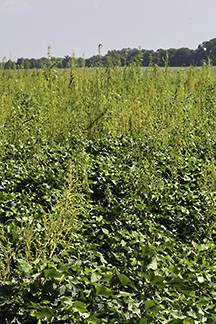 Palmer amaranth in cotton field.