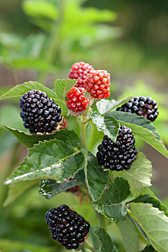 Primocane-fruiting blackberries.