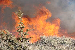 A controlled burn of invasive western juniper in Burns OR.