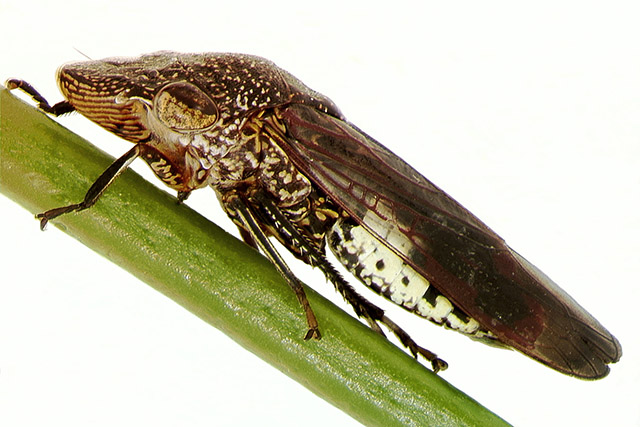 An adult glassy-winged sharpshooter on a plant stem.