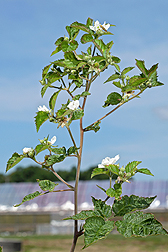 A flowering shoot from a primocane-fruiting blackberry plant.