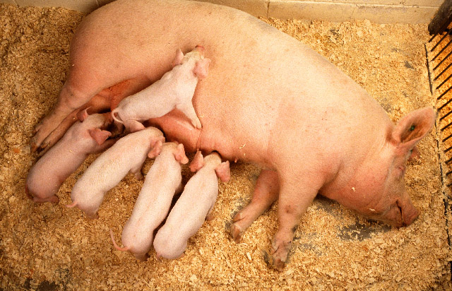A sow and her nursing piglets