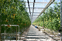Tomatoes being grown hydroponically in a greenhouse