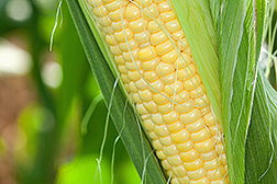 An ear of corn with the husk pulled back 