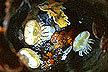Hyalella azteca crustacean