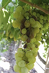 “Sunpreme” grapes on vine