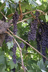 Sunpreme grapes. Link to photo information
