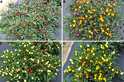 Christmas Lights peppers