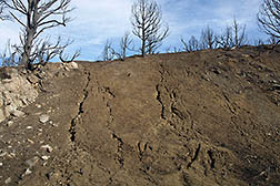 An example of rangeland soil erosion