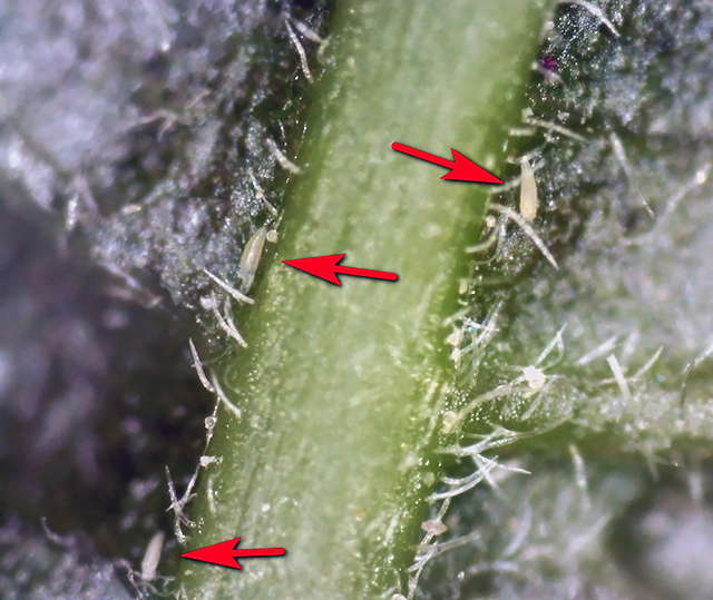Eriophyid mites on a tree-of-heaven leaf