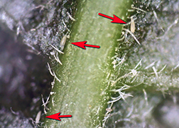 Eriophyid mites on a tree-of-heaven leaf. 