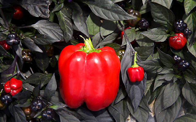 Miniature and standard sized red bell peppers.