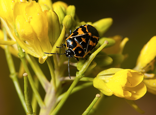 Harlequin bug on a mustard plant