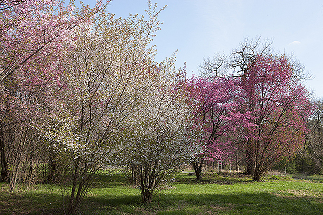 Cherry trees in bloom.